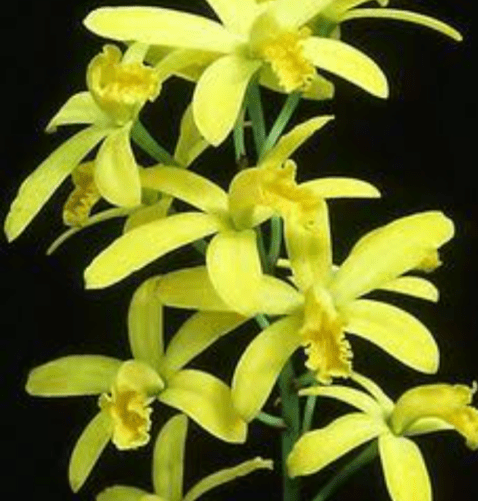 Micro laelia Amarela Adulta - Orquidário Coroados