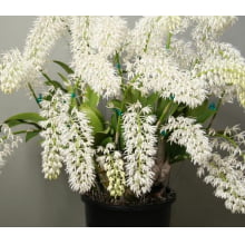 Dendrobium Speciosum