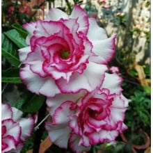Rosa do deserto Carnation enxerto 