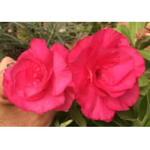 Rosa do deserto Peony pink enxerto
